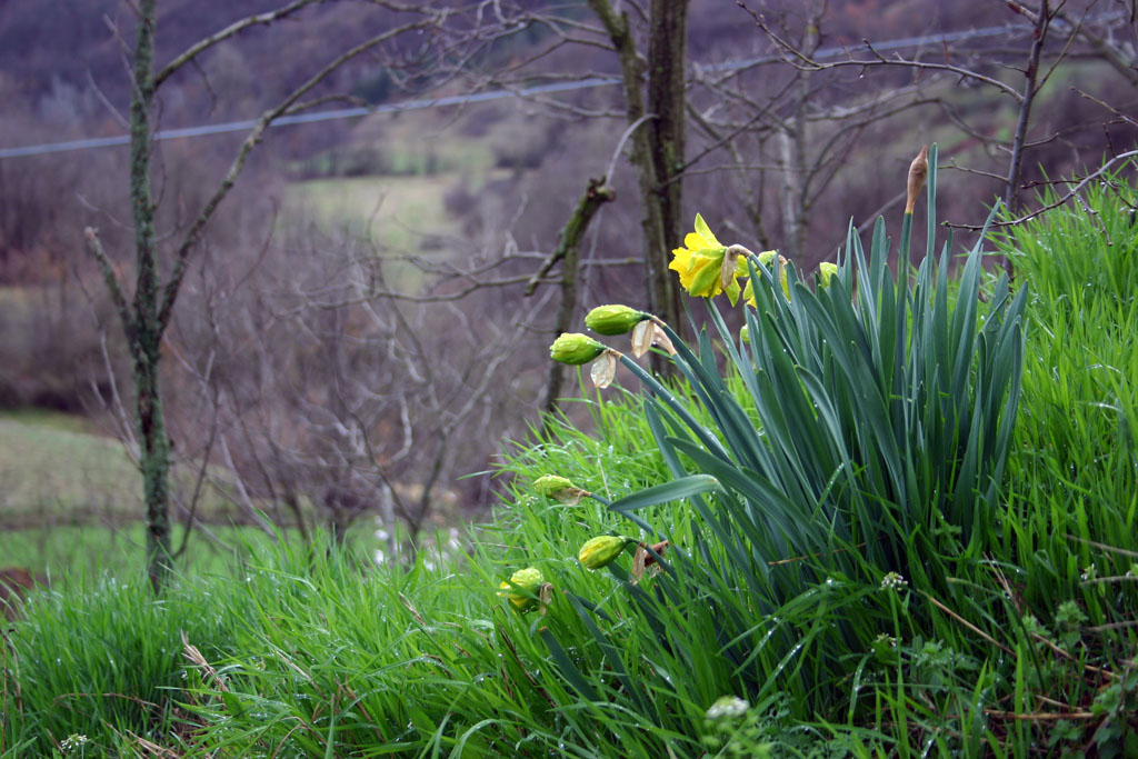 Campagna