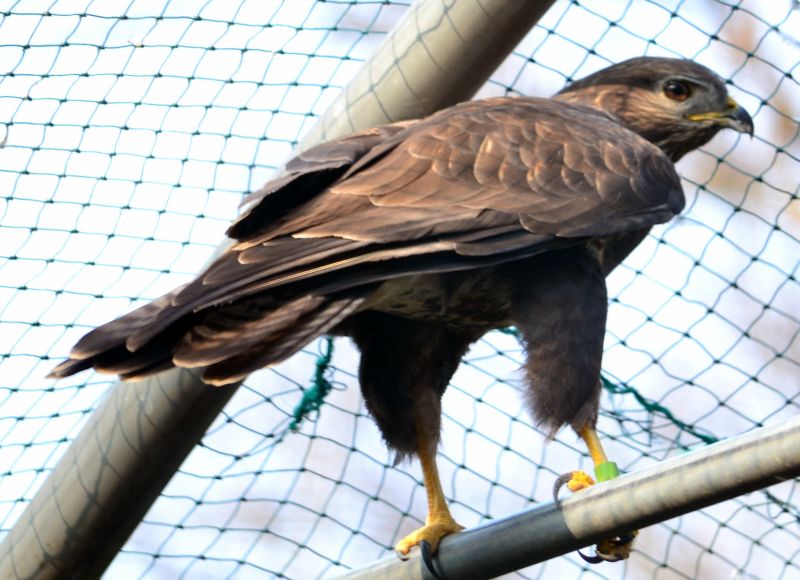 Falco