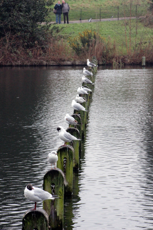 Reportage Londra