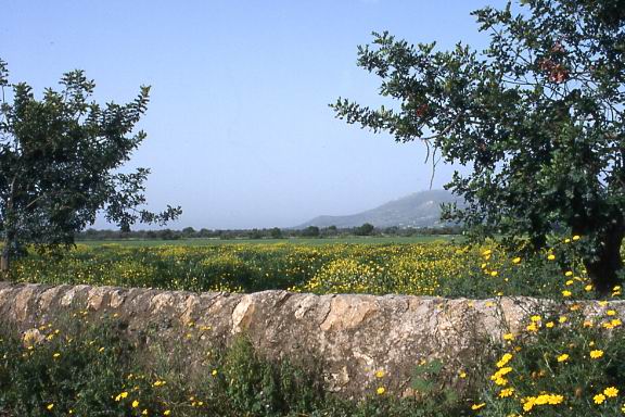 greenfield