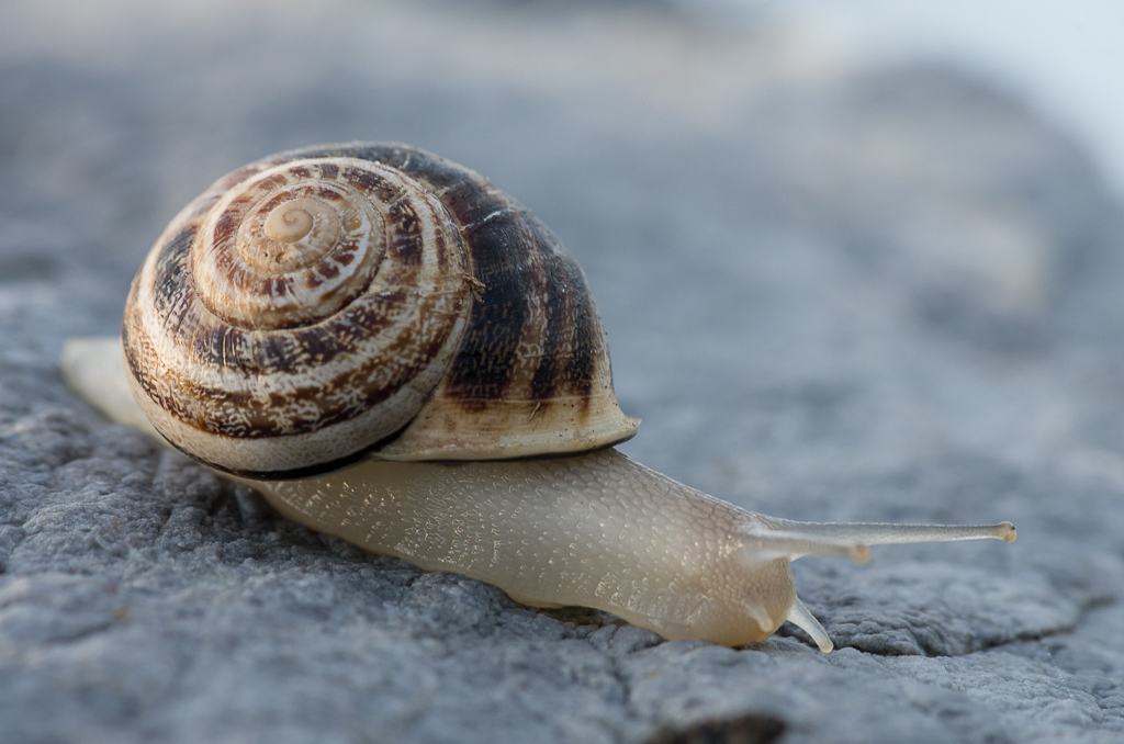 Chiocciola