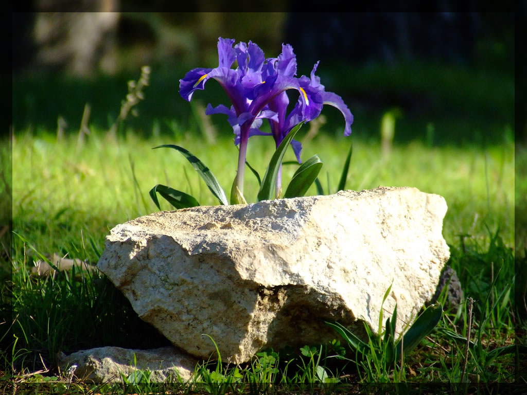 flower and stone