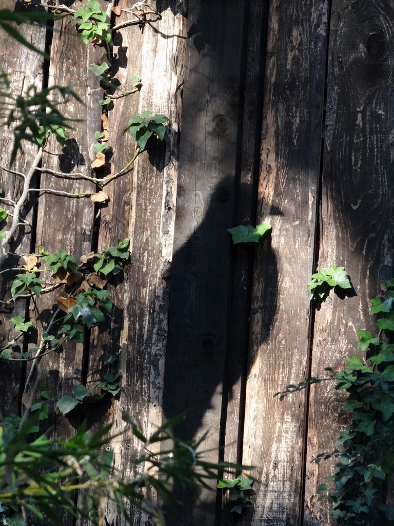 l'ombra del rapace