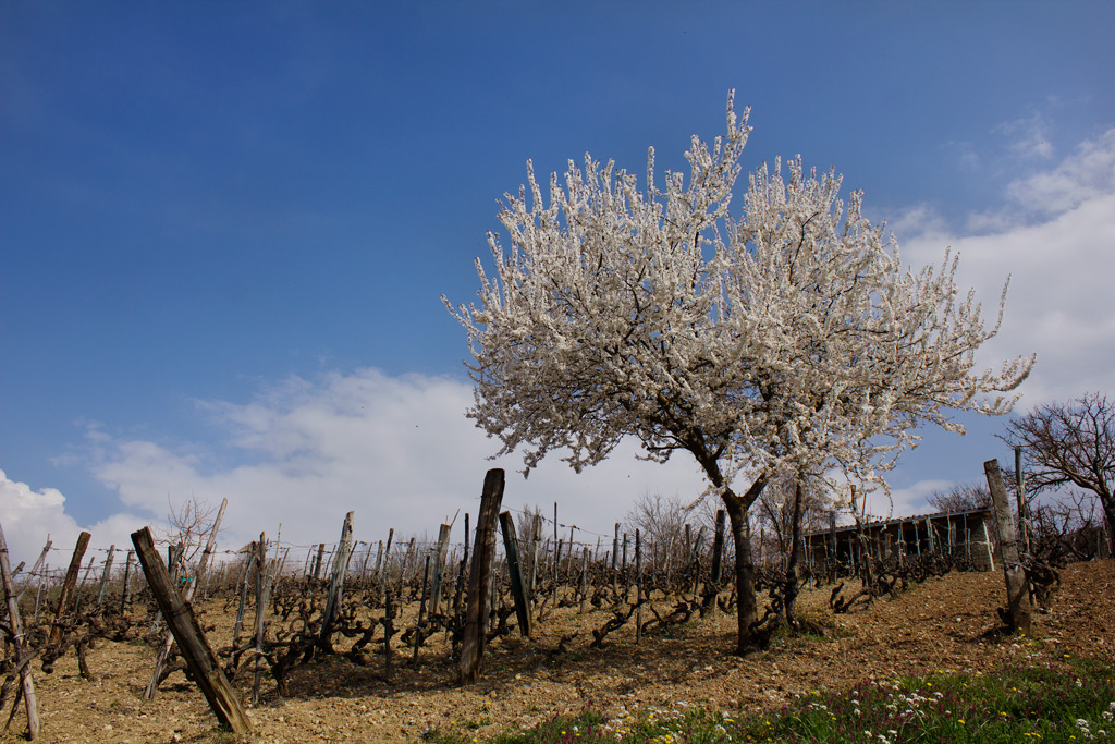 primavera