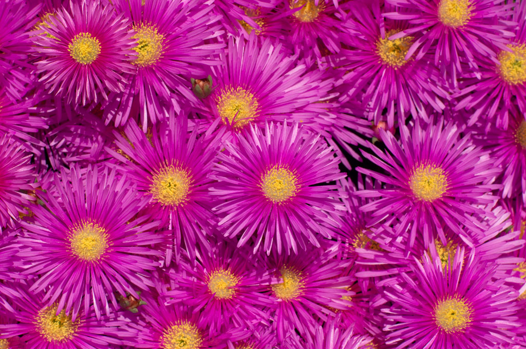 fiori