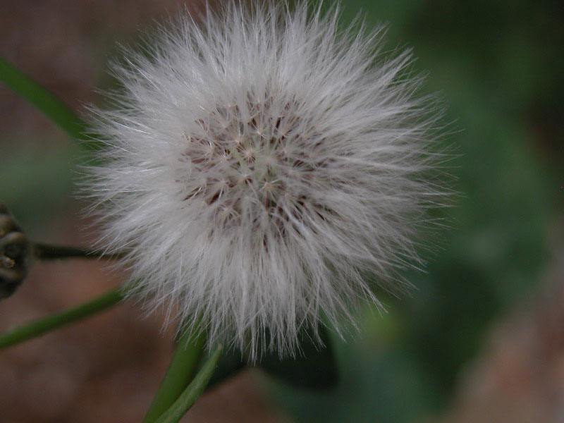 fiore