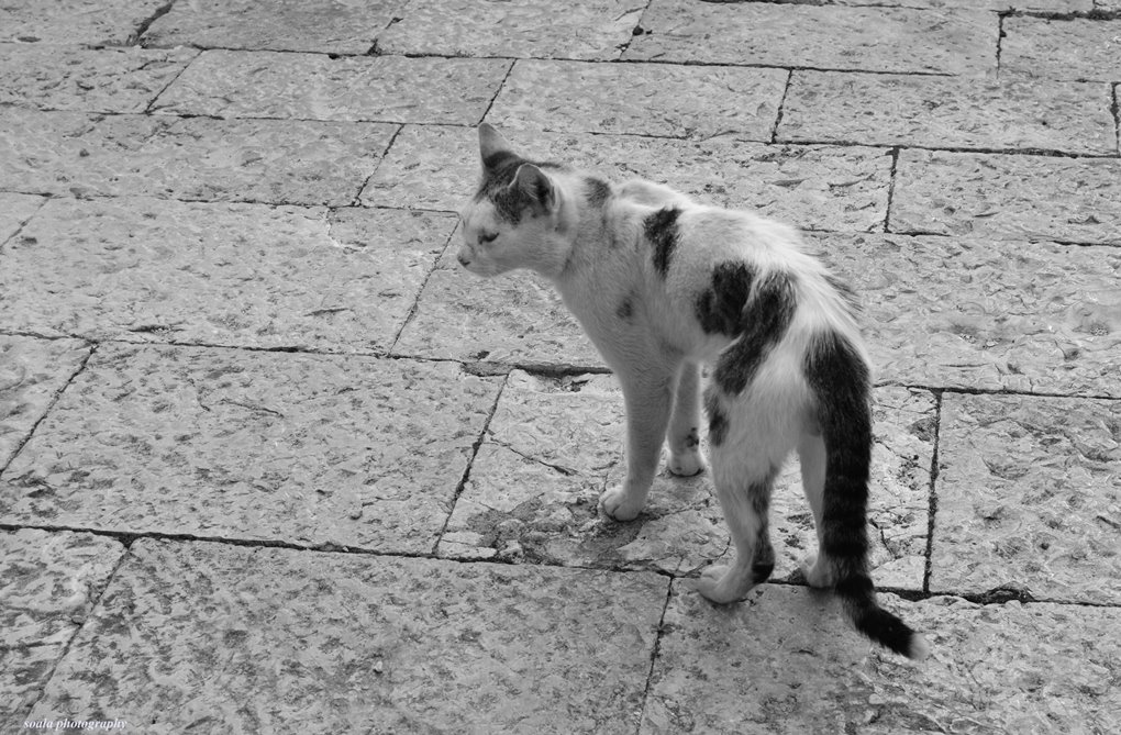 Stray
