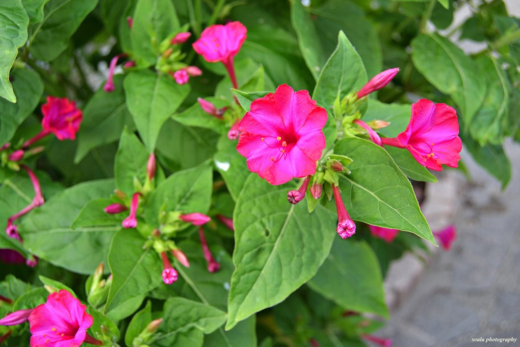 Flowers