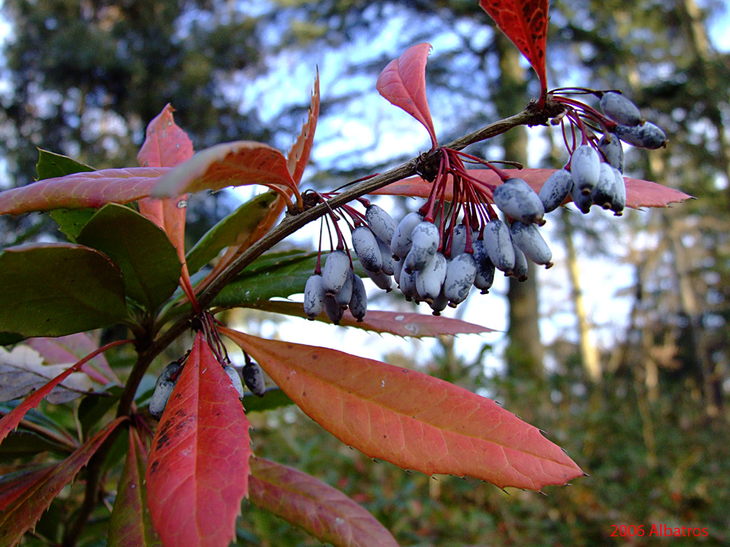 macro