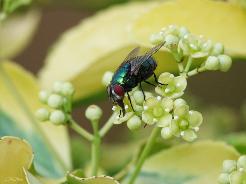 Mosca verde su Evonimo