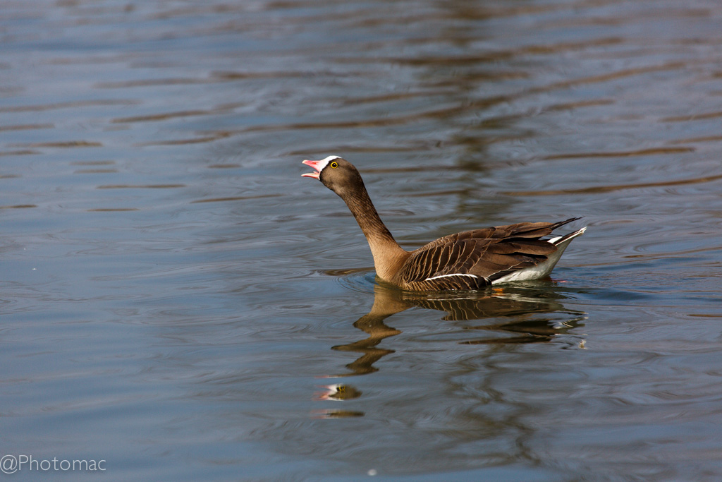 quack !