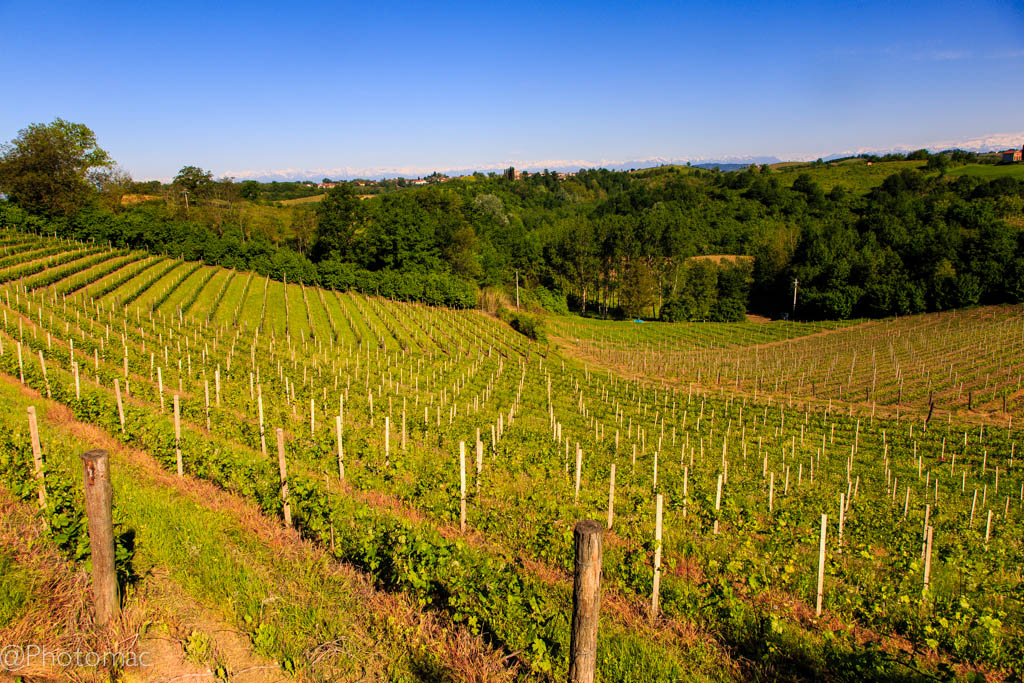 The beauty of Monferrato #2
