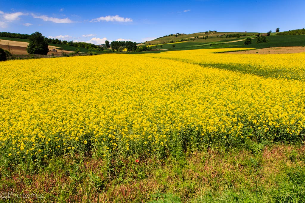 The Beauty of Monferrato #7