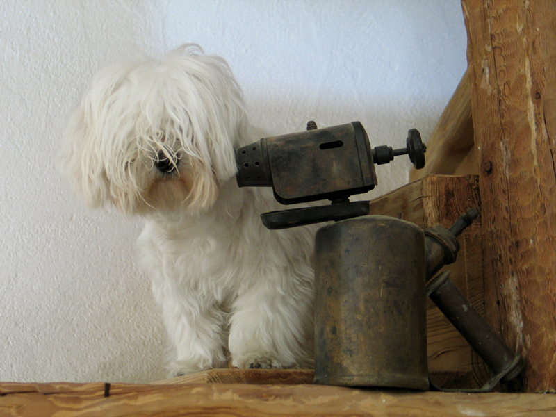 MALTESE