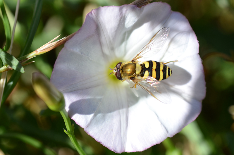 Episyrphus balteatus 2