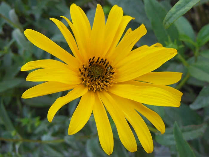 fiore