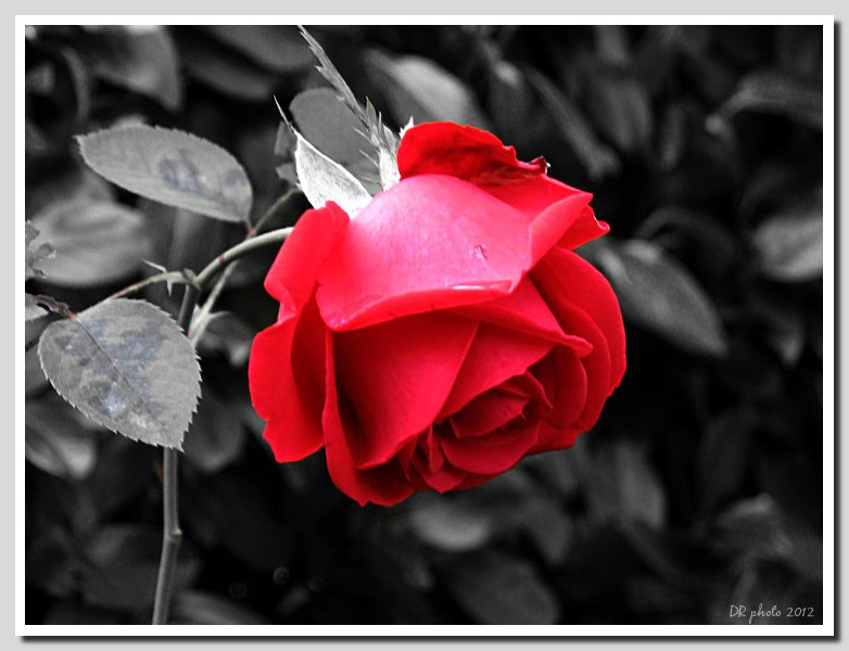 Red passion
