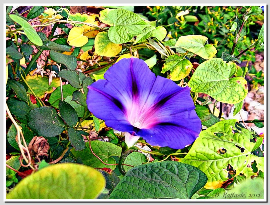 campanula
