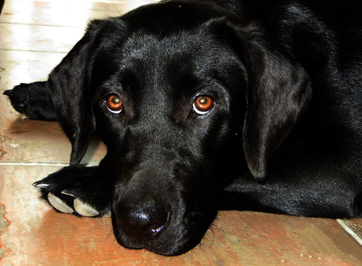 Cane modificato