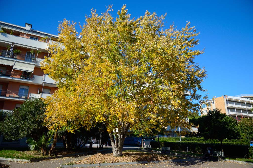 Albero
