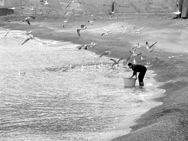 Il pescatore e i gabbiani