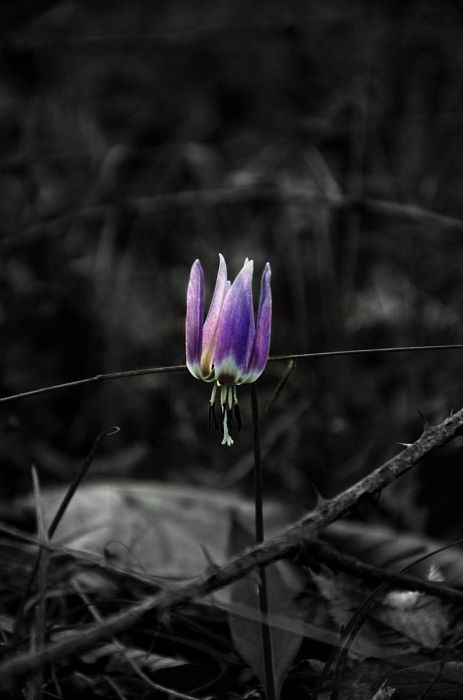 un fiore tra le spine