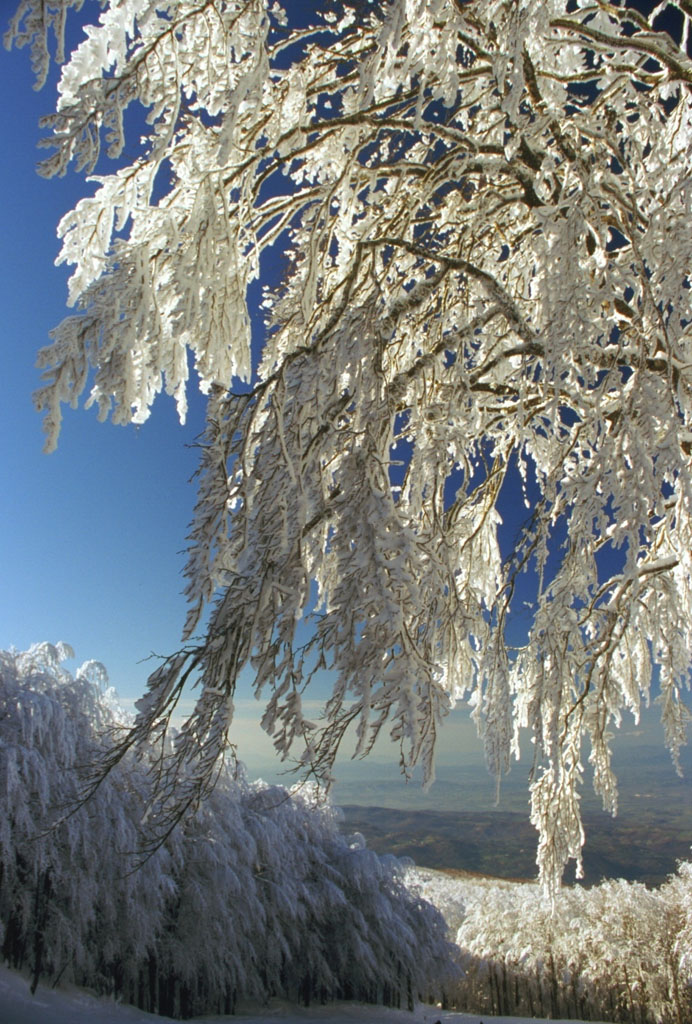 Amiata, fiori di neve