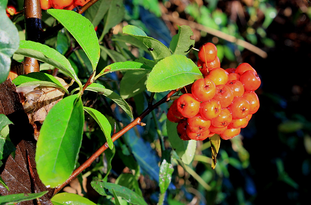 bacche rosse
