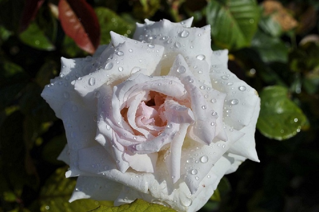 rosa