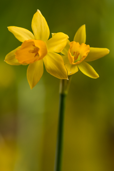 narcisi