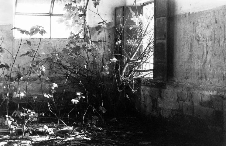 Lasciando adesso che le vene crescano in intrichi di rami melodiosi Lasciando adesso che le vene crescano in intrichi di rami melodiosi