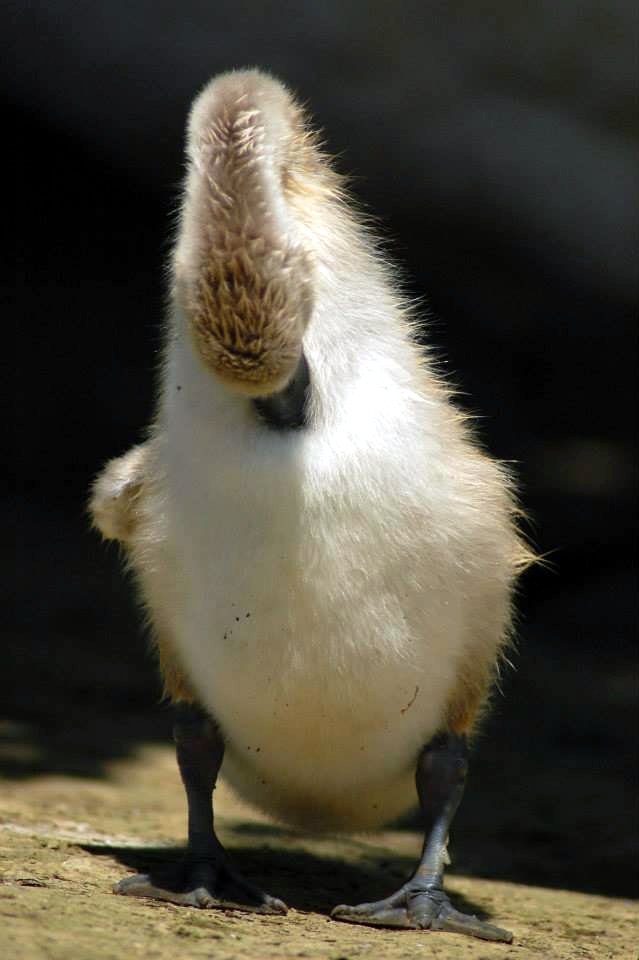 saro' cigno