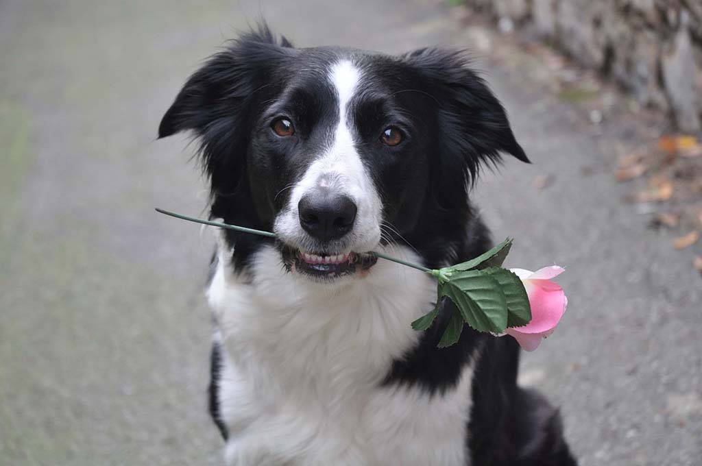 Ritratto cane mod(Hilary)