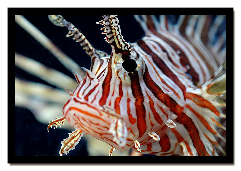 Pterois