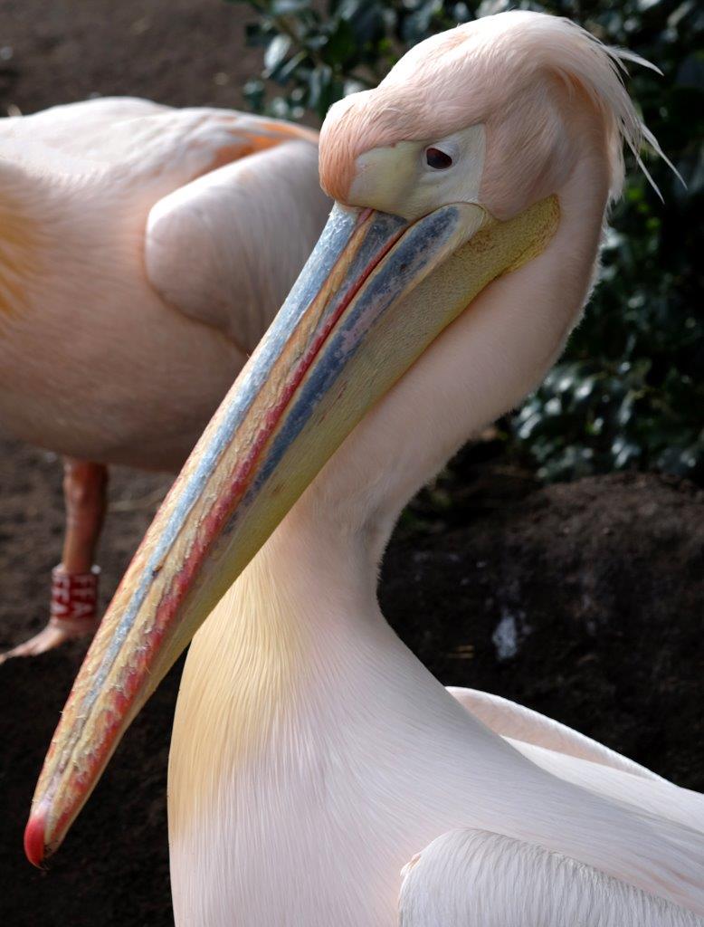 Allo zoo 1