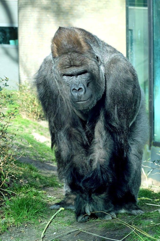 Allo zoo 3