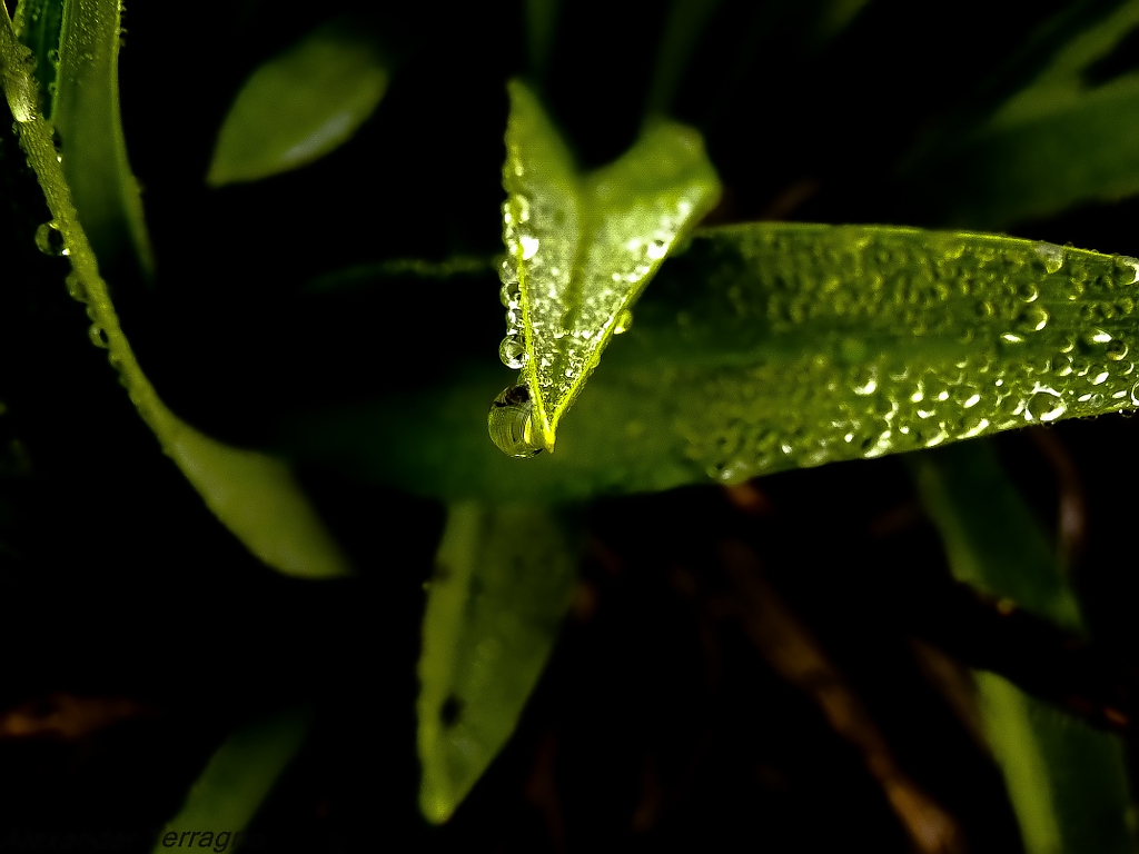 Green shadow