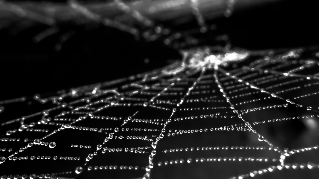 Spider vision