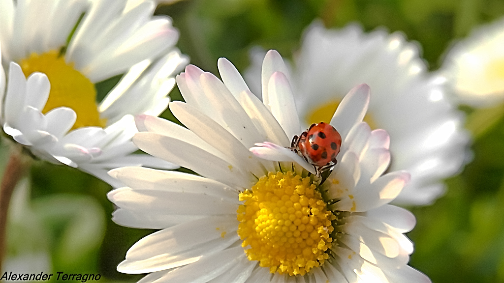 Come  bello far l'amore ....