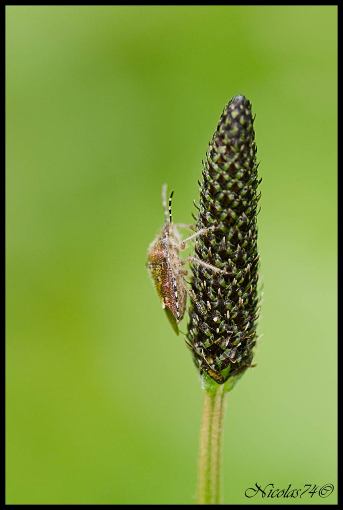Cimice