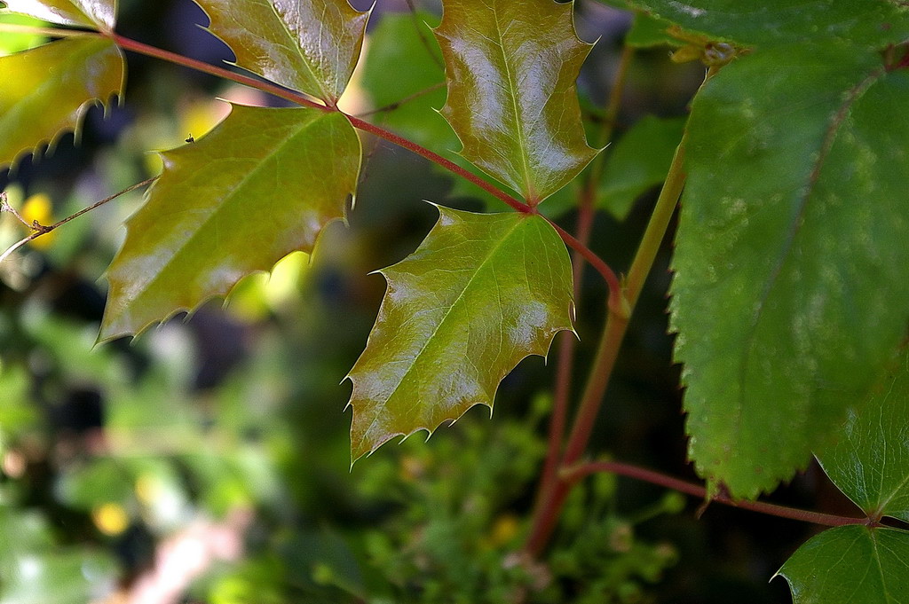 foglie