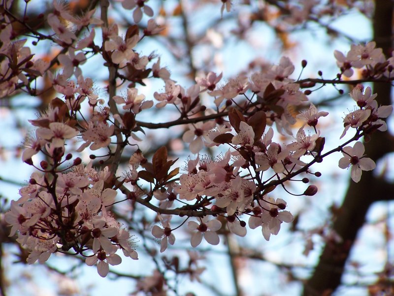  primavera