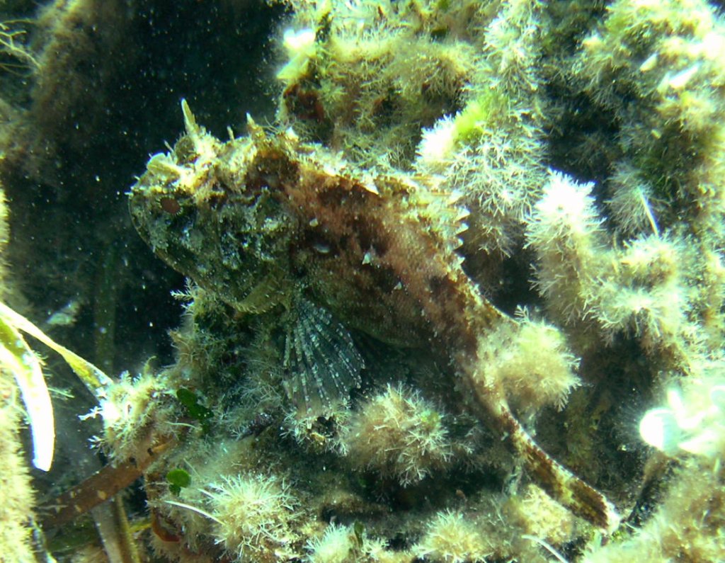 scorfano