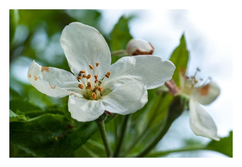 Bianco Primavera