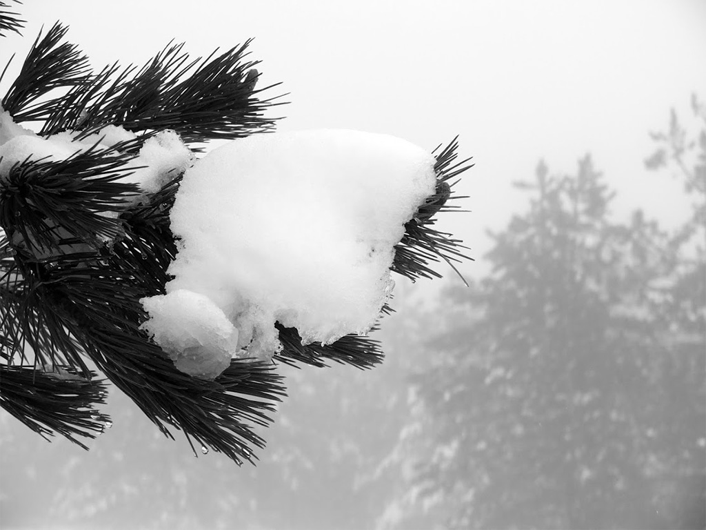 Bianco di Aprile 7