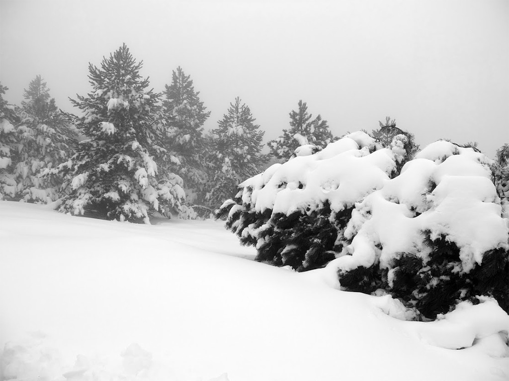 Bianco di Aprile 9