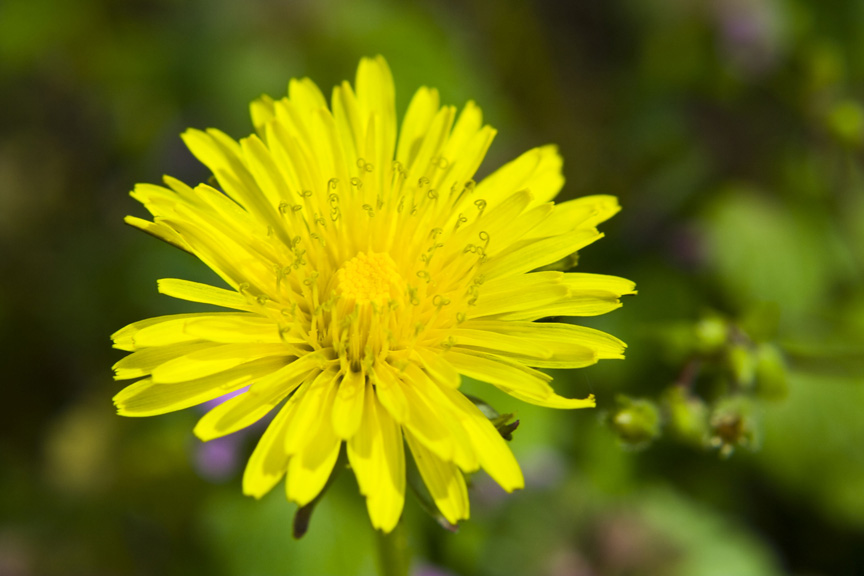 macro - fiore