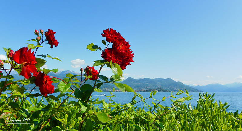 Fiori sul lago