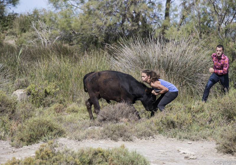 Abrivado 3