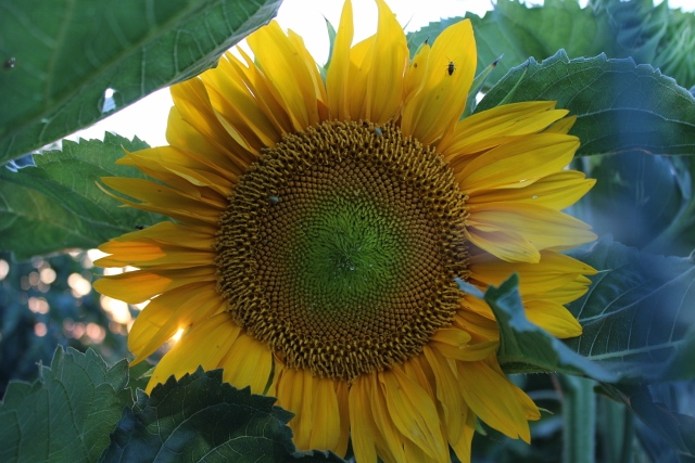 girasole